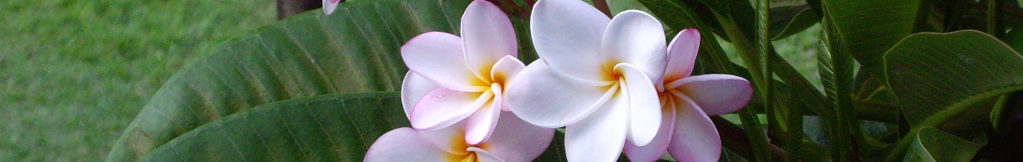 Safe Kids Network . . . creatively funding help for children